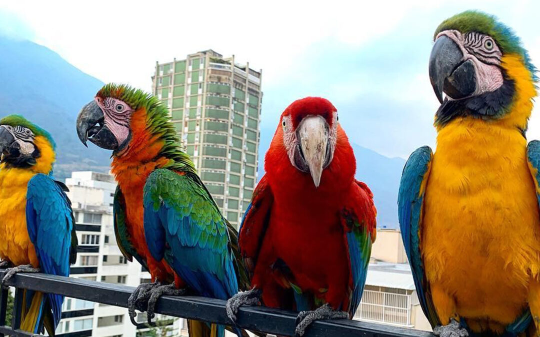 Caracas entre las capitales del mundo con más especies de aves, según universidad neoyorquina
