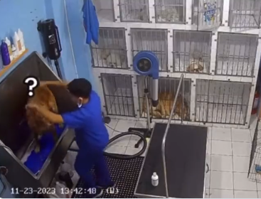 ¡ADORABLE! Se viraliza video de venezolano bailando en un spa canino en Chile (VIDEO)