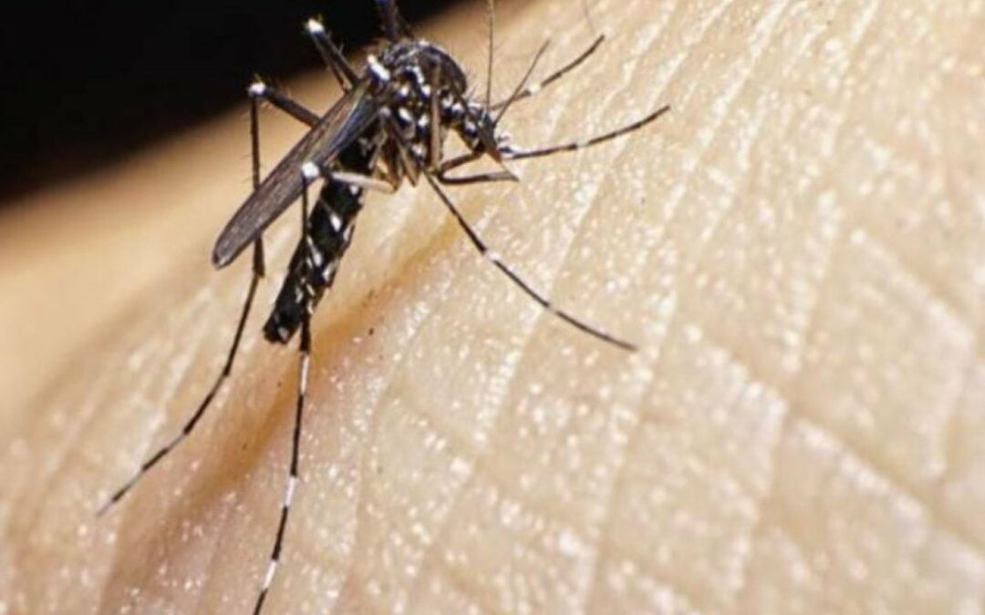 Casos de dengue siguen en aumento en Venezuela aunque sin cifras oficiales