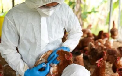 OMS muy preocupada por creciente propagación de la gripe aviar