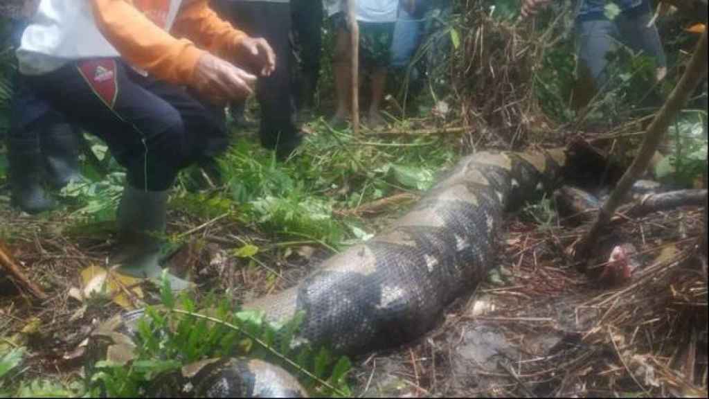 ¡INCREÍBLE! Una pitón se tragó a una mujer en Indonesia