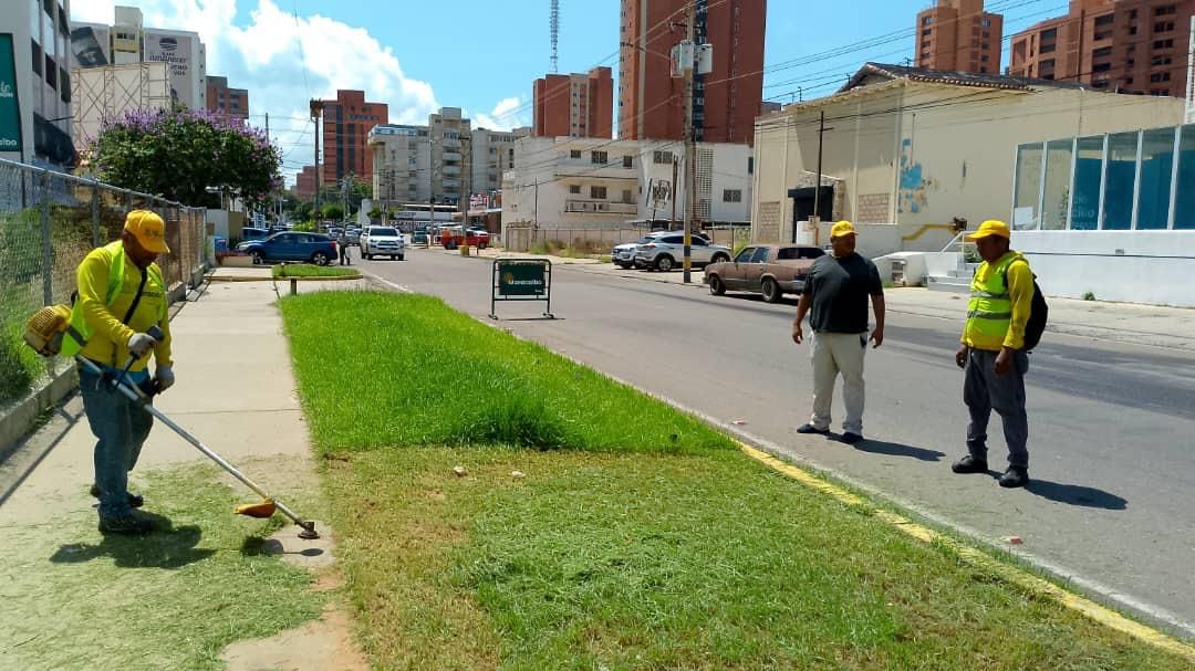 Plan de Desmalezamiento de la Alcaldía llega acompañado de reforestación: “Queremos una Maracaibo verde”