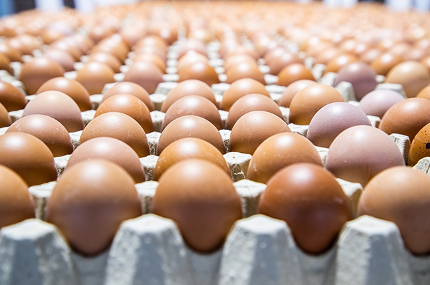 Huevos y pollos representan el 61 % de las proteínas que consumen los venezolanos