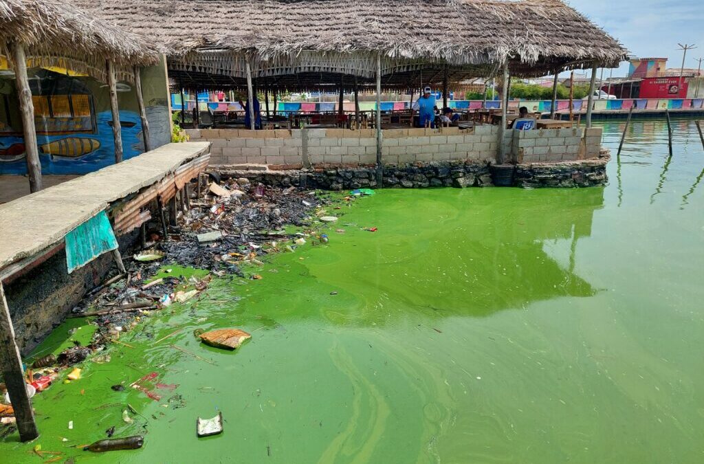 Verdín en el Lago vuelve a encender las alarmas, advierte especialistas