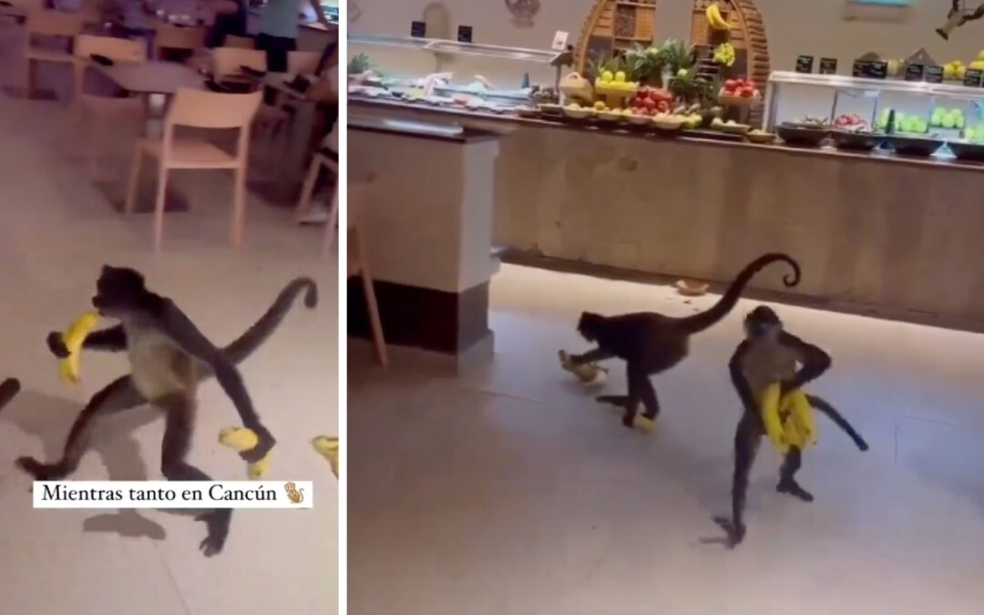 ¡SOLO LO NECESARIO! Monos ingresaron al buffet de un hotel en Cancún para robar cambures (VIDEO)