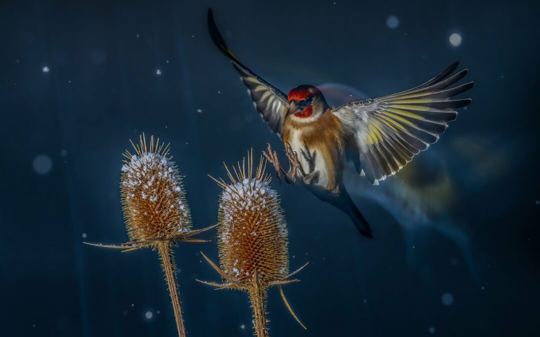 ¡INCREÍBLES! Estas son las ganadoras del certamen Bird Photographer of the Year (FOTOS)