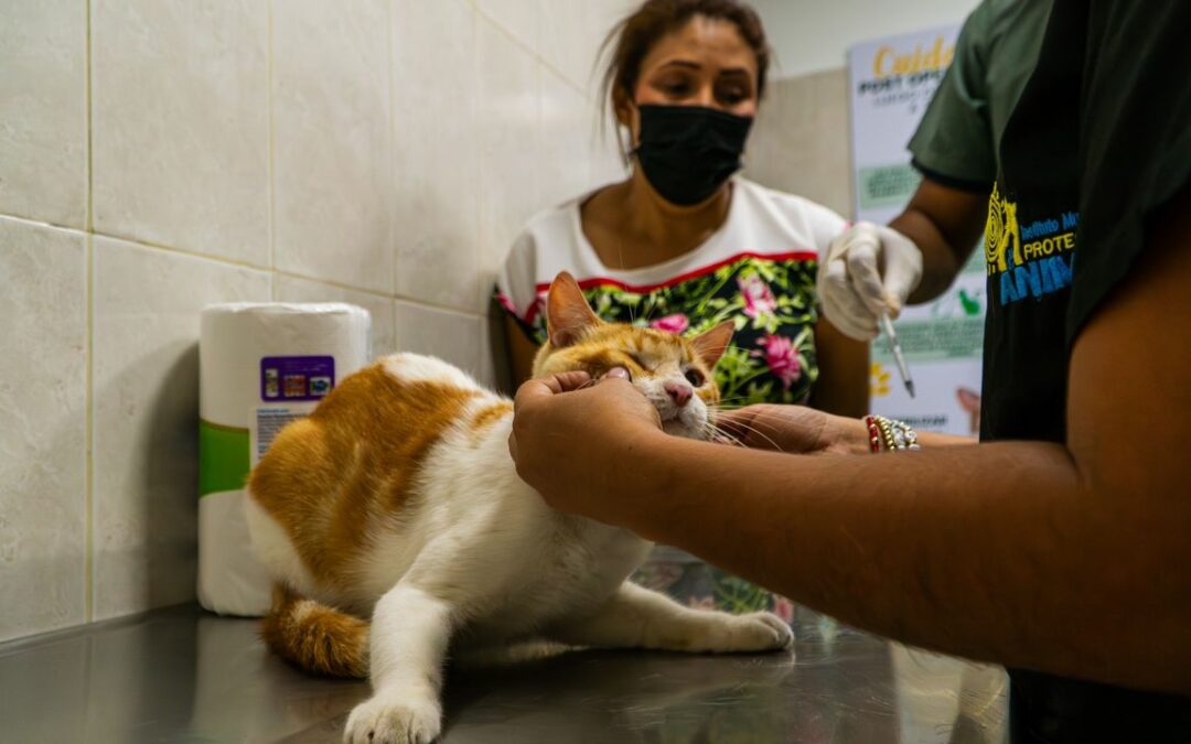 Más de dos mil felinos esterilizados en el Centro de Atención Veterinaria en lo que va de 2024: 130 en jornada del 6-S