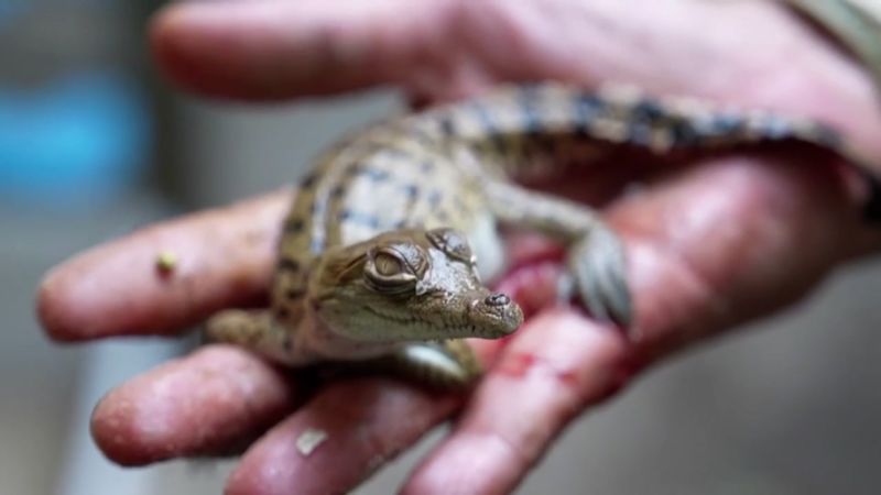 Liberaron crías de cocodrilo del Orinoco para evitar su extinción