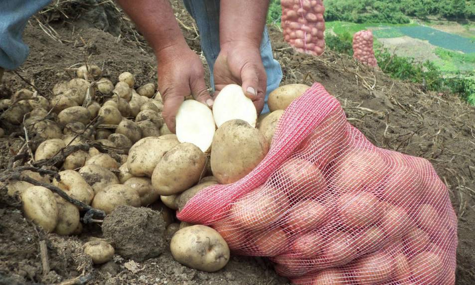 Alertan retrasos en el suministro de hortalizas desde Los Andes por lluvias